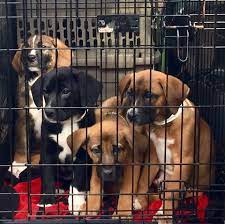 Looking to adopt a new pet? Pets For Adoption At Live And Let Live Farm In Chichester Nh Petfinder