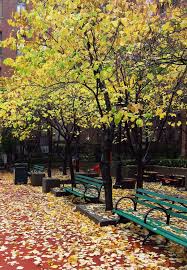 Maybe you would like to learn more about one of these? 11 Best Trees To Plant For New England Style Foliage Gardenista