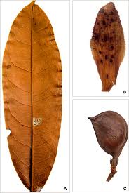 Image result for Vismianthus punctatus