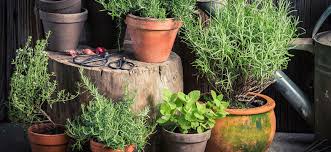 How To Increase Terpenes and Terpenoids - Hydrobuilder Learning Center