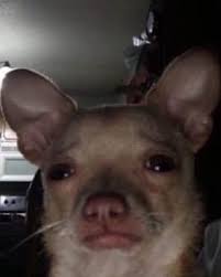 Find and save chihuahua meme face memes | from instagram, facebook, tumblr, twitter & more. Sad Dog Using Front Camera With Human Like Face Keep Meme