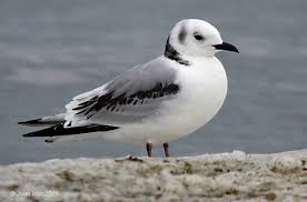 Image result for black legged kittiwake
