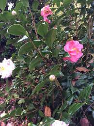 12 12 15 Camellia Plant Diary Plants Garden