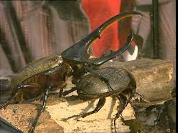 C Est Pas Sorcier Hannetons Coccinelles Et Scarabees Les Coleopteres Youtube