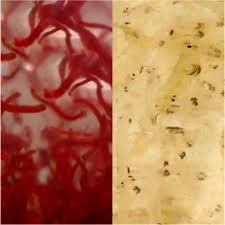 Rote Und Weisse Muckenlarven Lebendfutter Mix Aquaristik Koi Und Teich Terraristik Shop Bachflohkrebse De