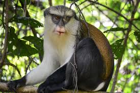 Image result for Monotes africanus