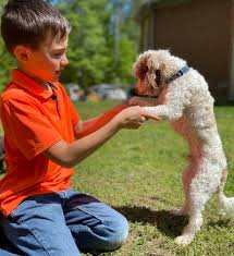 I believe it's the best. Havapoo Puppies In Virginia Cavapoo Puppies In Virginia By Black Creek Doodles