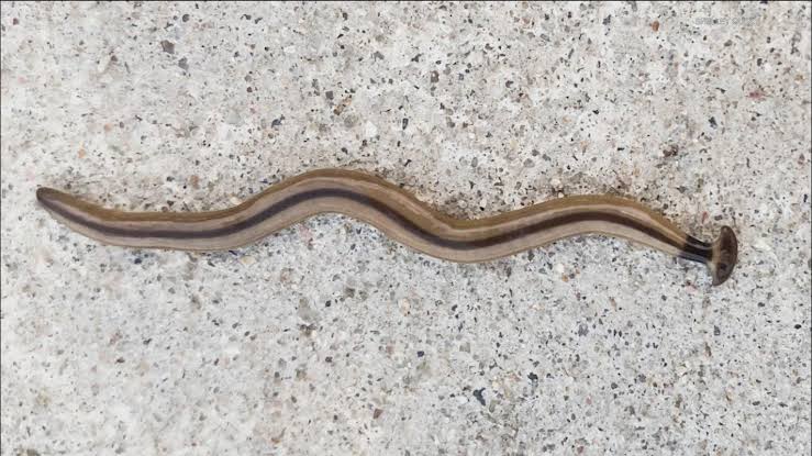 Hammerhead worms are back in Central Texas | What to do if you encounter one
