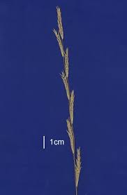 Image result for Glyceria fluitans