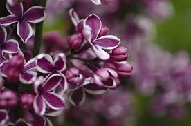 Expatica is the international community's online home away from home. When Lilacs Won T Bloom Gardener S Supply