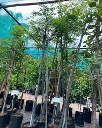 Image result for Caesalpinia ferrea