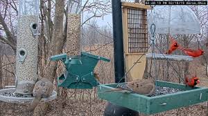 Try recycling old materials for your homemade bird feeder. The Two Best Bird Feeder Poles Squirrel Proof Sturdy Stylish Bird Watching Hq