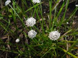 Image result for Eriocaulon