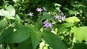 Image result for Pentas longiflora