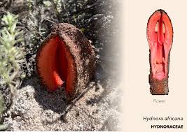 Image result for Hydnoraceae