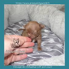 Chiot Chihuahua A Vendre A La Recherche D Un Chiot Chihuahua Lof Chiot Chihuahua Elevage Chien
