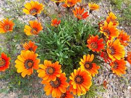 Image result for Gazania krebsiana