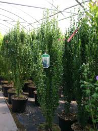 Japanischer Saulenilex Saulen Berg Ilex Ilex Crenata Fastigiata Bepflanzung Steingarten Garten