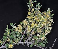 Image result for Polystachya tridentata