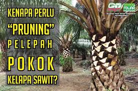We did not find results for: Kenapa Perlu Pruning Gosawit Baja Berkesan Berkualiti Facebook