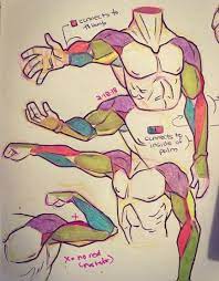 Drawing Reference Arms Anime 16 Ideas Drawing Reference Body Drawing Human Anatomy Drawing There are almost a dozen separate muscles in the forearm, so i don't blame you for getting a little lost. pinterest