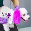 Dyeing your dog's hair can be done in a fun, easy and inexpensive way. 3