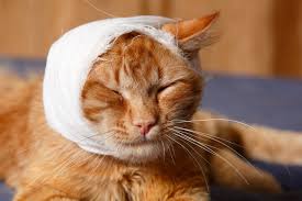 Cbd oil for cats can be very effective in treating a variety of ailments and behavioral disorders. Cbd Oil For Cats The Ultimate Guide With Expert Veterinarian Interviews