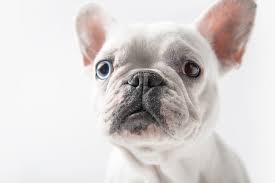 French bulldogs ears should stand naturally, they are not cropped. French Bulldog Ears Fact And Tips That Owners Should Know Happy French Bulldog