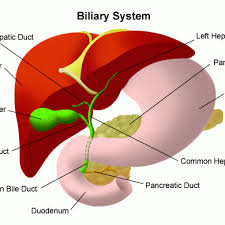 Most of the time, cancerous tumors in the liver started in another organ and spread to the liver. Liver And Biliary Tumours Diseases Information Planets Charity
