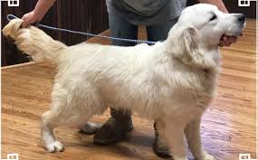 Here at wisteria goldens we start all our english golden retriever puppies on a routine in order. English Cream Golden Retriever Puppies Price Cuteanimals