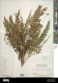 Image result for Arthropteris