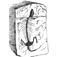 The fossils were found in western australia. Fossil Coloring Pages Surfnetkids