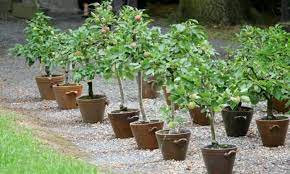 If in doubt, too big is far better than too small. Dwarf Fruit Trees Grow Patio Trees In Your Own Garden