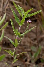 Image result for Lippia