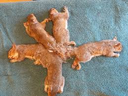 So a small enough rodent can survive a fall from any height. Five Baby Squirrels Saved From Truly Knotty Predicament Smart News Smithsonian Magazine