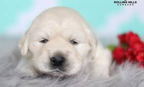 Our golden retriever puppies for sale come from either usda licensed commercial breeders or hobby breeders with no more than 5 breeding mothers. Golden Retrievers Puppies Pets And Animals For Sale Iowa