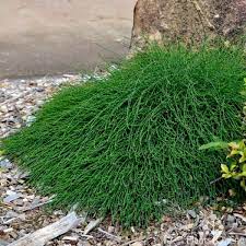 Casuarina Glauca Cousin It Native Garden Ground Cover Plants Australian Plants