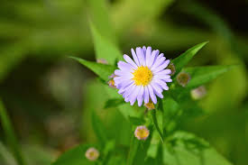 We did not find results for: Bye Bye Summer Flowers Mean Forgiveness I Heard A Poet S Flickr