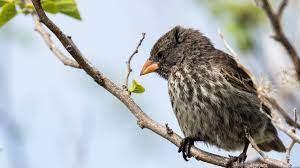 The finches found in galapagos are: Is Fear Hereditary Darwin S Frightened Galapagos Finches Suggest The Answer Is Yes Cnn