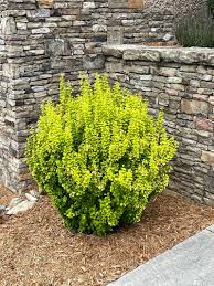Image result for Berberis