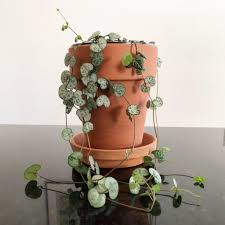We did not find results for: Ceropegia Woodii Care Growing A Healthy String Of Hearts My Tasteful Space