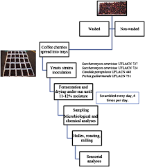 Improvement Of Coffee Beverage Quality By Using Selected