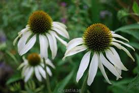 Echinacea Purpurea Alba Perenner Perenner Tradgard Rabatt Tradgardsplanering