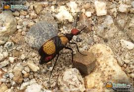Abc15 arizona reached out to eric godinez, the owner of scorpion king exterminating, who said he was familiar with the colorful blister beetle. Iron Cross Blister Beetle Tegrodera Aloga