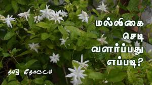 We did not find results for: Home Gardening For Beginners Gardening At Home In Tamil Youtube