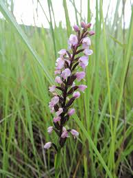 Image result for Brachycorythis buchananii