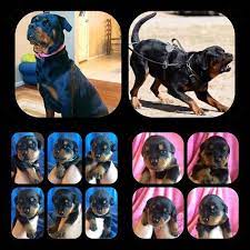 We did not find results for: Best Akc Rottweiler Puppies For Sale For Sale In Medford Oregon For 2021