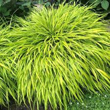Hakonechloa Macra All Gold All Gold Japanese Forest Grass All Gold Hakone Grass All Gold Urahagusa Plant Lus Hakone Grass Laurel Plant Japanese Plants