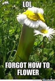 I just want flowers meme. Flower Memes