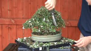 Satsuki azalea bonsai trees are a popular due to their flowering qualities. Bonsai Pruning Satsuki Azalea Part 1 Youtube